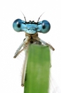 Libellule